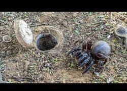 Enlace a La araña que crea su propia 'trampilla' para vivir