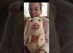 Enlace a El cerdito que adoraba los pepinos