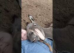 Enlace a Este burro sonríe cuando está junto a su dueña
