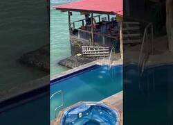 Enlace a Un león marino sale del mar, se hace un largo en una piscina y le roba la tumbona a un señor