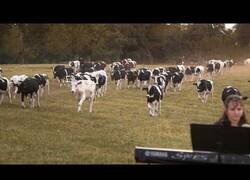 Enlace a Vacas acuden al escuchar tocar Jazz