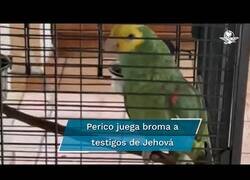 Enlace a El periquito que troleaba a los testigos de Jehová