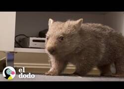 Enlace a Así es cuidar de un pequeño wombat