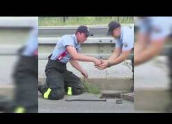 Enlace a Salvan a crías de pato caídas a una alcantarilla bajo la atenta mirada de su madre