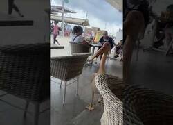 Enlace a Este pelicano ya es un cliente habitual de este restaurante