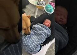 Enlace a Un perro conoce al nuevo rey de la casa