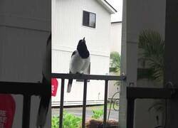 Enlace a El pájaro que imitaba a otros tipos de pájaros