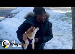 Enlace a Personas haciendo cosas ridículas por sus perros