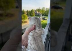 Enlace a Madre gato acude ante el llanto de su cría