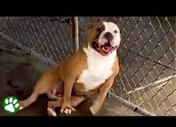 Enlace a La reacción de estos perros al ser adoptados