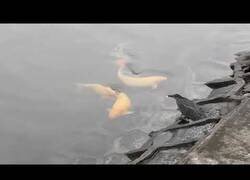 Enlace a Una garza usa un cebo para pescar peces