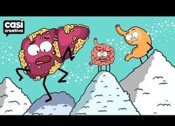 Enlace a Tus órganos cuando comes mucho azúcar