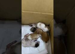 Enlace a Encuentran gatitos durante una inspección de un coche