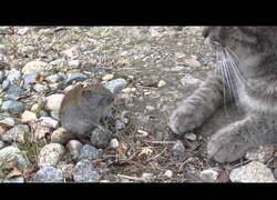 Enlace a Un gato da besos y juega con un ratón