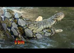 Enlace a Pelea de reptiles: Cocodrilo vs Pitón