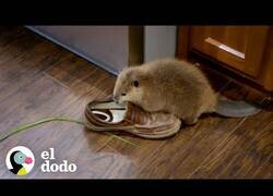 Enlace a Así es ver crecer a un castor bebé