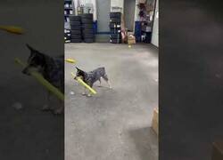 Enlace a El perro bateador de baseball