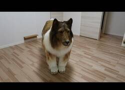Enlace a Un hombre con un disfraz hiperrealista de Border Collie