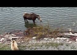 Enlace a Una madre alce defiende a su cría delante de un oso