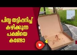 Enlace a ¿Dónde está mi pizza?