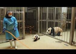Enlace a Bebé panda es devuelto junto a su madre