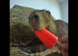 Enlace a Un capibara se come un helado