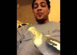 Enlace a El loro que hacía beatbox