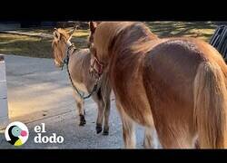 Enlace a Un burro ayuda a caminar a un poni ciego
