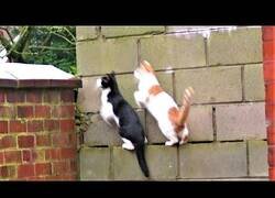 Enlace a Cuando se te sincronizan los gatos