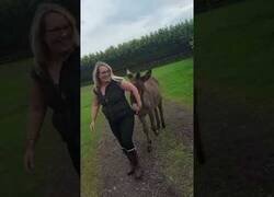 Enlace a El burro que se obsesionó con esta mujer