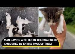Enlace a Hombre rescata a un gatito y aparecen decenas