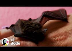 Enlace a Cuidando de un murciélago bebé