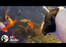 Enlace a El perro que siempre estaba pendiente de su pez