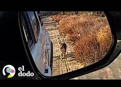 Enlace a Cómo ganarse la confianza de un perro salvaje