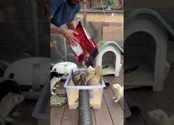 Enlace a Hurones jugando en arroz