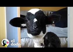 Enlace a Así es cuidar de un corderito