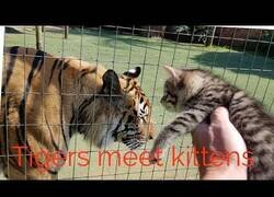 Enlace a La reacción de los tigres al encotnrarse con gatitos