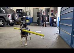 Enlace a Este perro es un fantástico bateador de béisbol