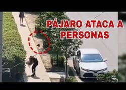 Enlace a El pájaro que atacaba a todo aquel que se acercara a su nido