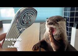 Enlace a Duchando a una nutria