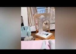 Enlace a Perro mueve el ventilador hacia su jaula y vuelve a ella