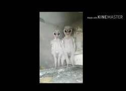 Enlace a Parecen alienígenas pero solo son crías de búho