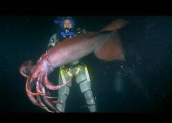 Enlace a Un calamar gigante muerde a un buzo