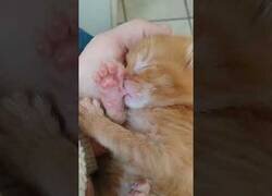 Enlace a El gatito que dormía chupándose el pulgar
