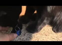 Enlace a Un gato ayuda a recuperar unas llaves que habían caído en un agujero