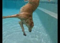 Enlace a ¿Habías visto antes a un perro bucear?