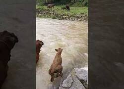 Enlace a Una vaca y su cría cruzan un río