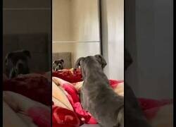 Enlace a La reacción de este perro al ver su reflejo por primera vez