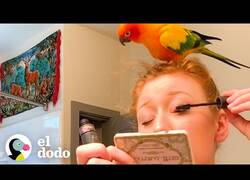 Enlace a El loro que acompañaba a todas partes a su humana