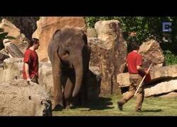 Enlace a Madre elefante pide ayuda a cuidadores para despertar a su bebé